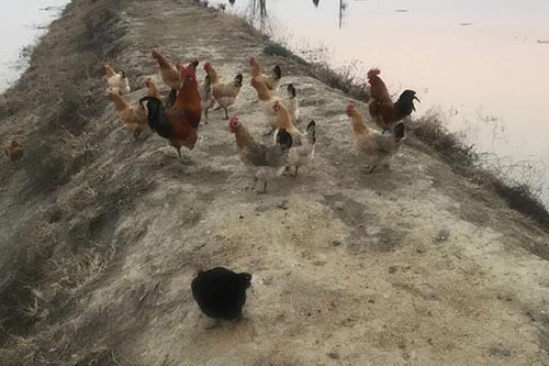 農家土雞的秘密:傳統養殖與現代健康的融合