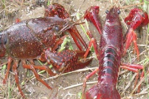 生態(tài)小龍蝦:綠色養殖美食新風(fēng)尚