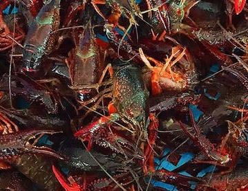 小龍蝦養殖技術(shù)全攻略