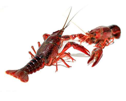 小龍蝦養殖的綠色革命:生態(tài)養殖技術(shù)探索