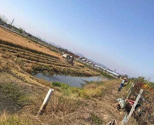 水稻種植的基本要點(diǎn)和知識