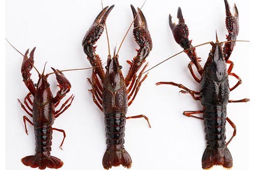 С���r����Щ�I(y��ng)�B�r(ji��)ֵ