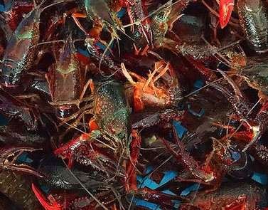 生態(tài)農業(yè)的無(wú)限可能:小龍蝦與水稻的共生模式