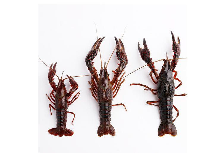 С���r�Bֳ�ĳ�Ҋ(ji��n)��������