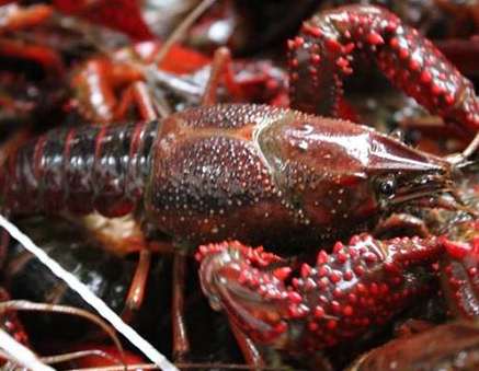 小龍蝦養殖的綠色生態(tài)鏈:從池塘到餐桌的綠色循環(huán)