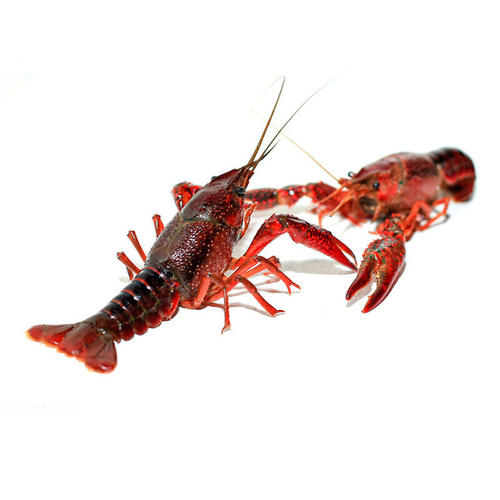 ԭ���B(t��i)�����r