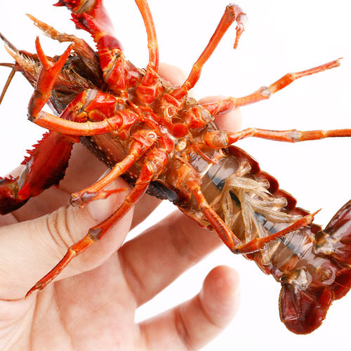 原生態(tài)小龍蝦 原生態(tài)小龍蝦