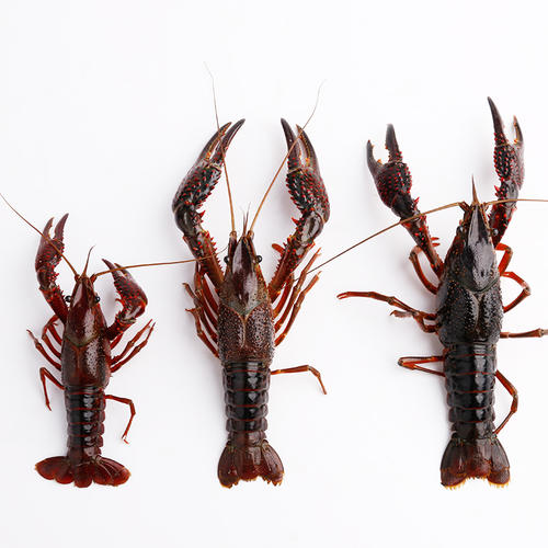 ԭ���B(t��i)С���r