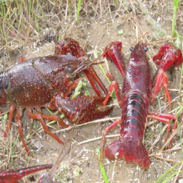 ԭ���B(t��i)�����r