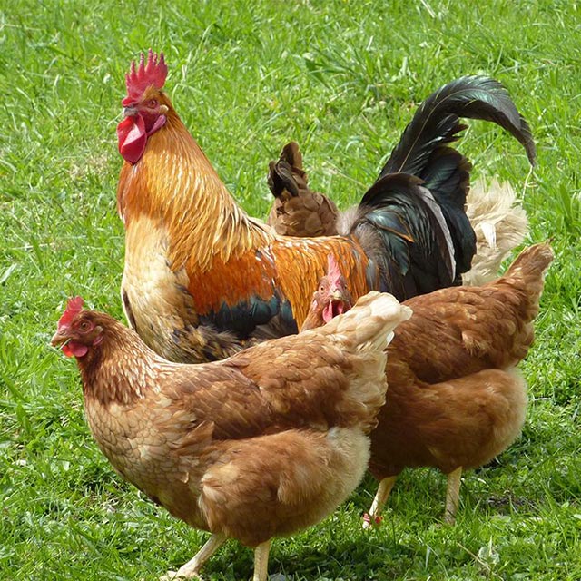 �r�����u